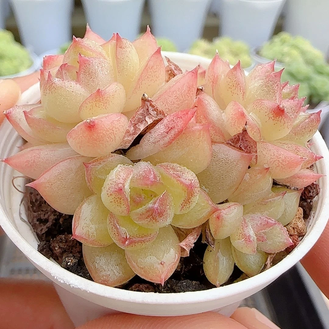 【闪购商品】1004-1开播福利