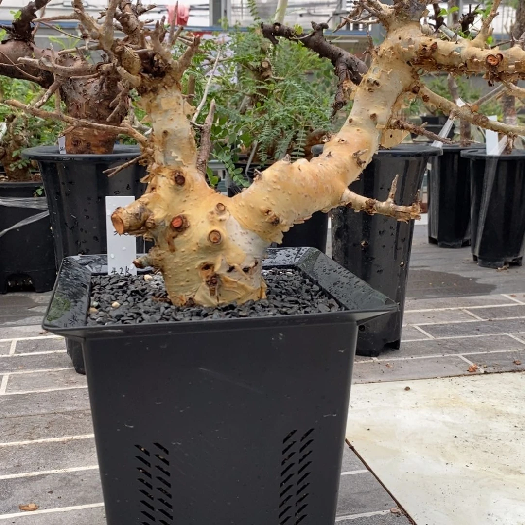 艾米没药产地熟桩