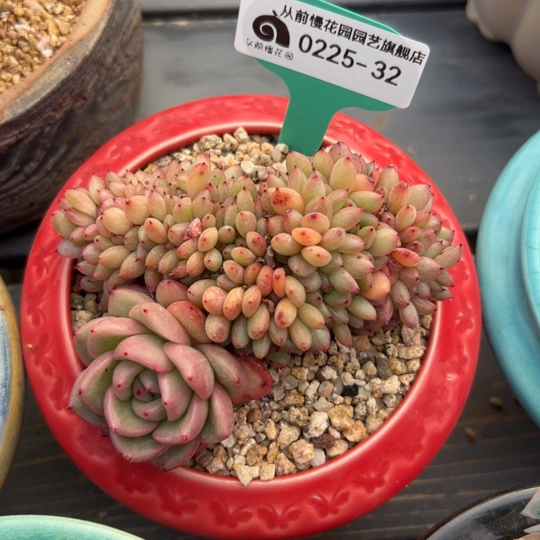 多肉一物一拍0225-32