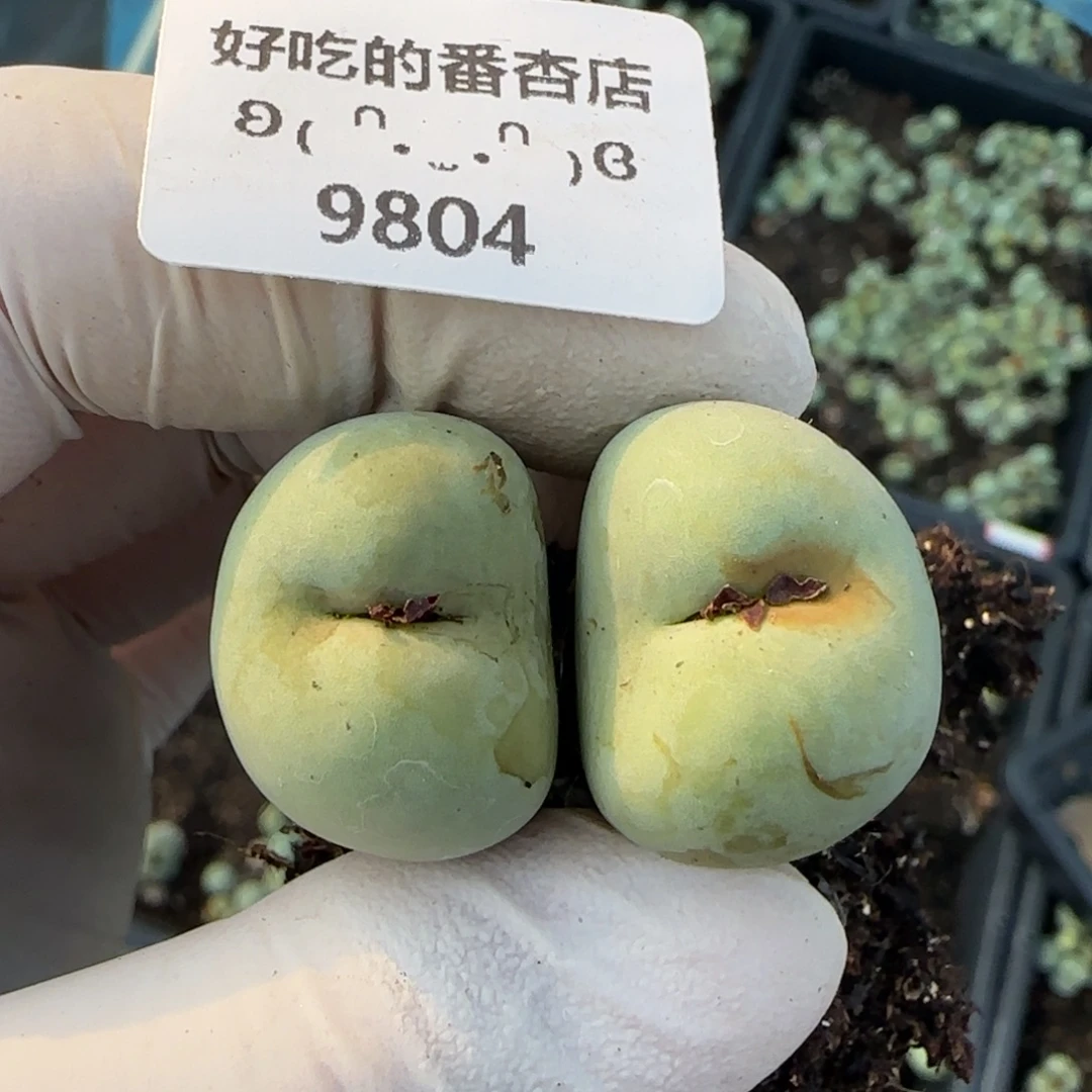 小***蕉9804。默认脱土。18包邮。偏远88包邮