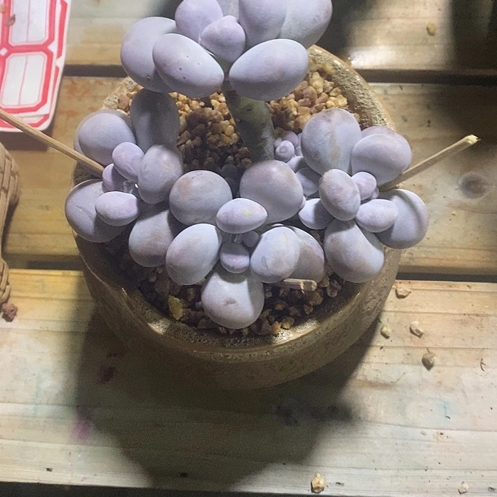 胭脂精品多肉橙雪球10035