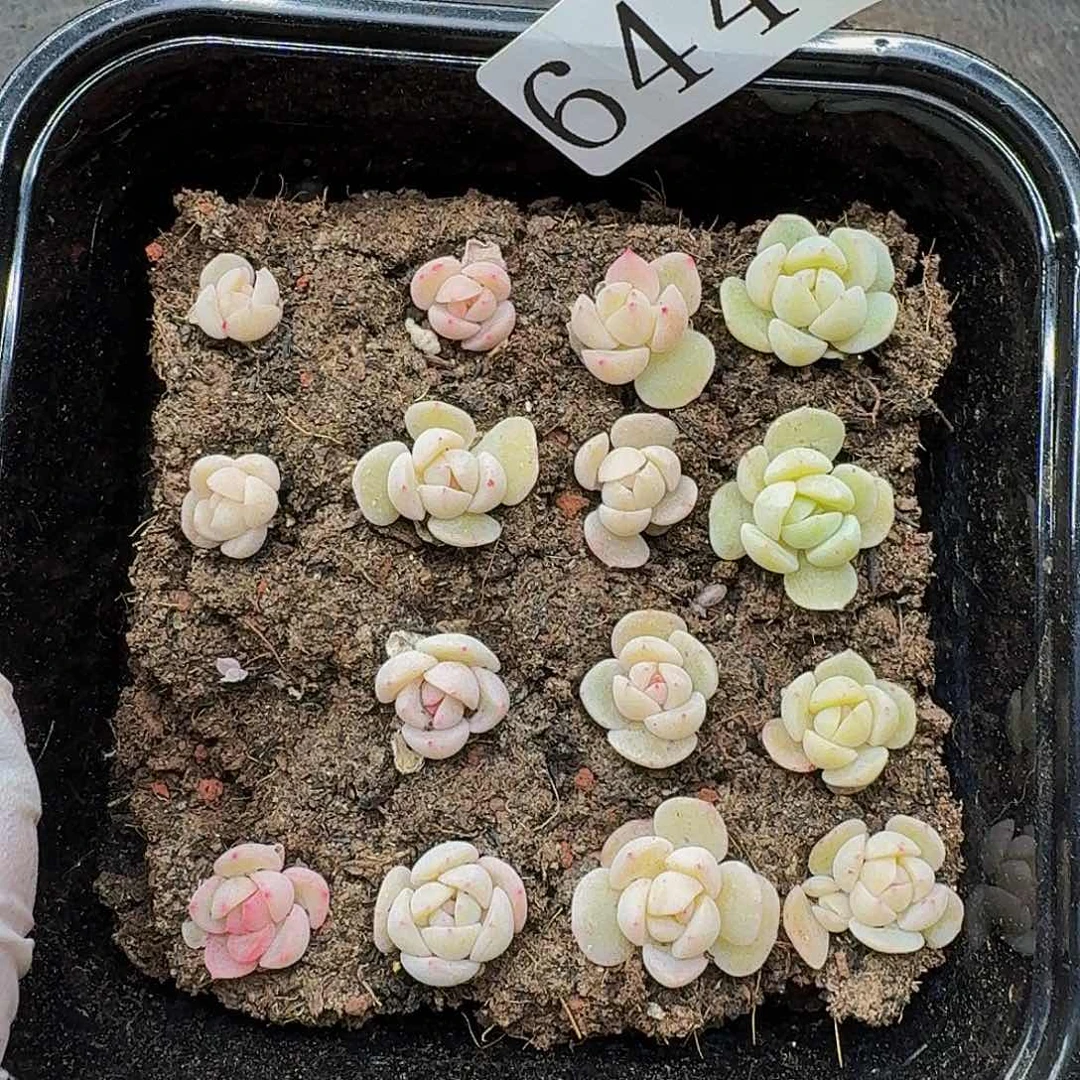 多肉植物多肉植物644