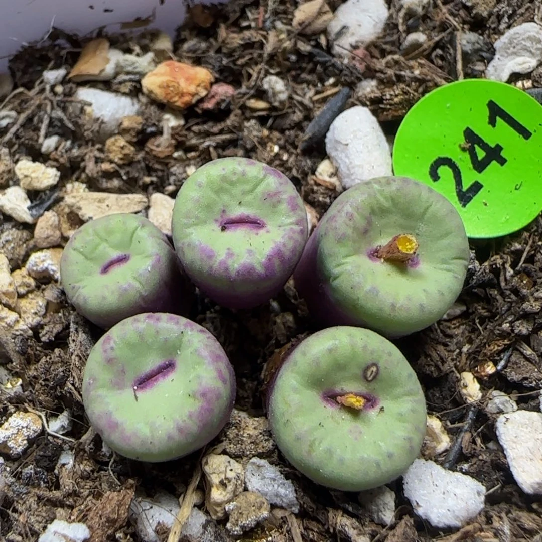 小红嘴群多肉植物241