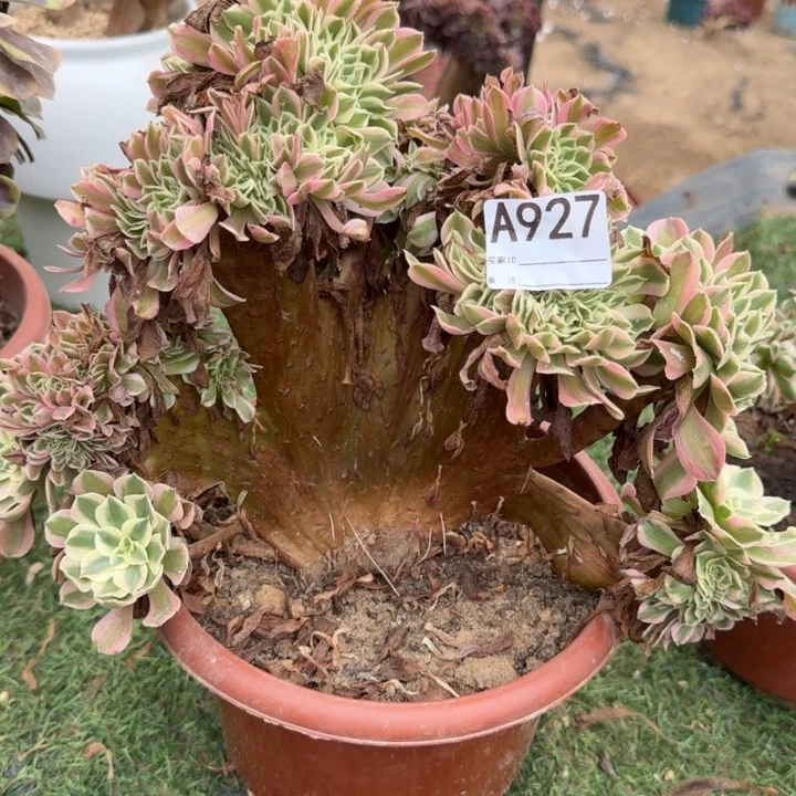 粉女巫法师锦缀化有伤不包损927