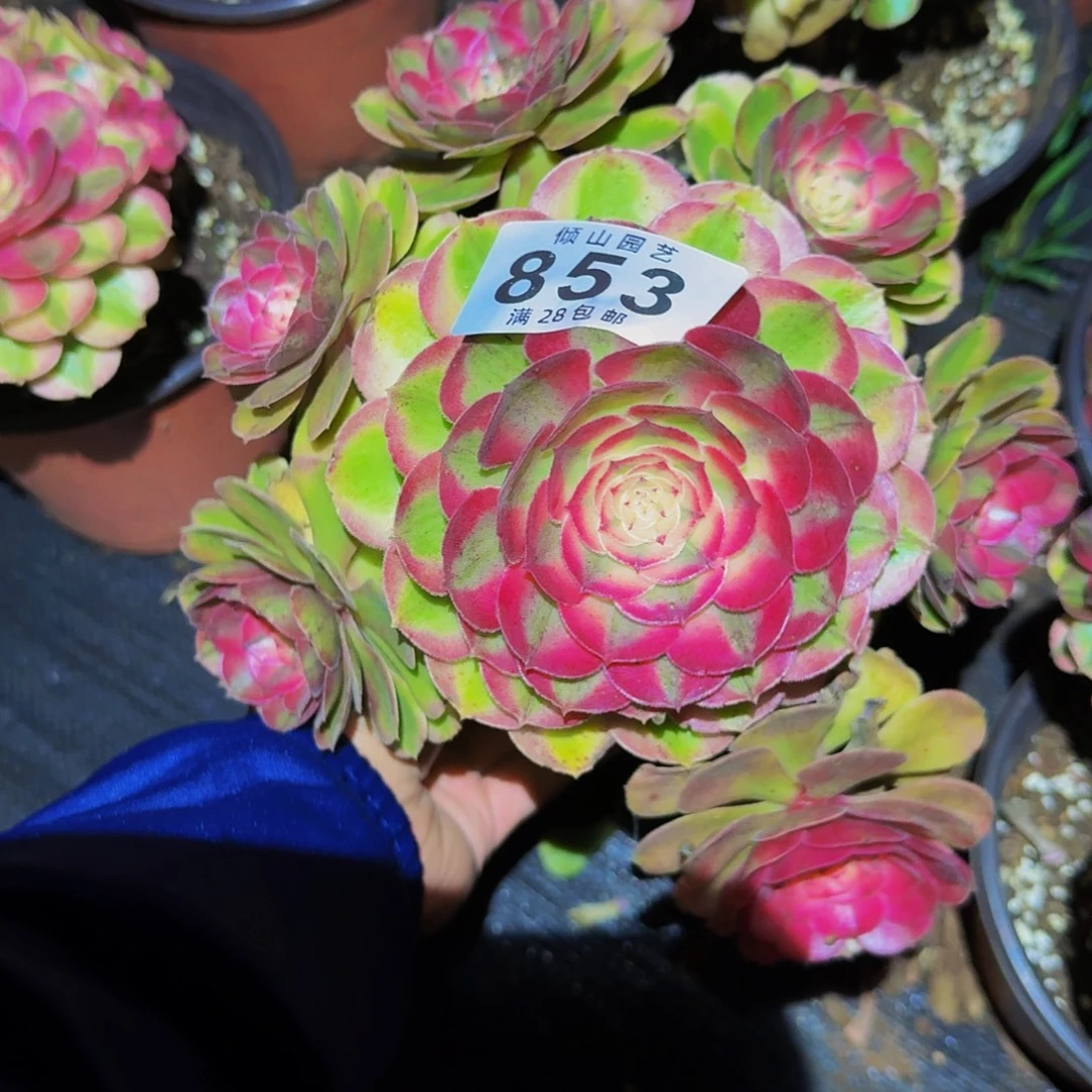 853号多肉植物荔枝