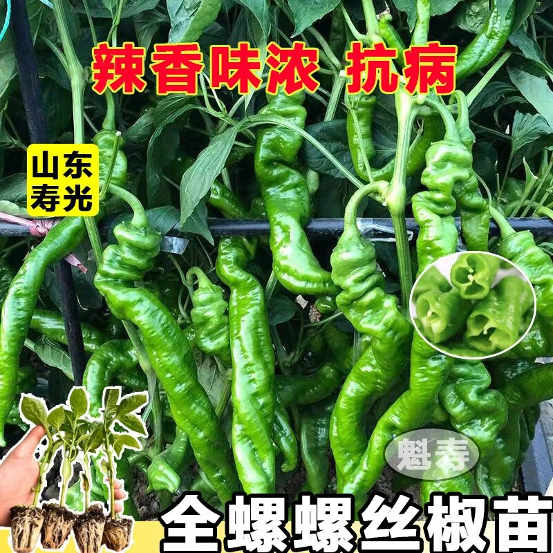 高产全螺螺丝椒苗种子香辣特大辣椒种籽螺丝椒薄皮南方蔬菜秧孑籽