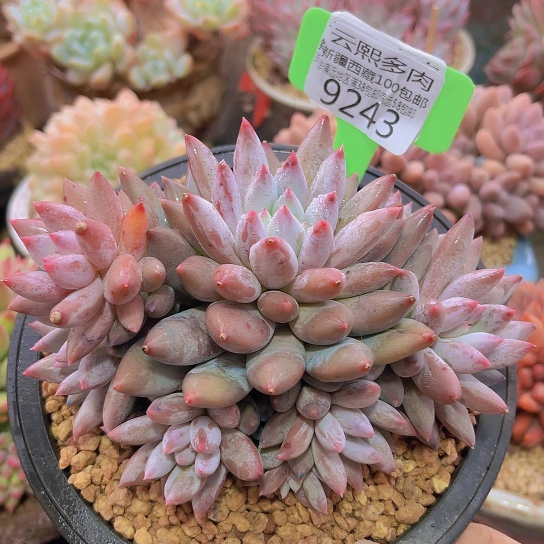 9243所罗门多肉植物