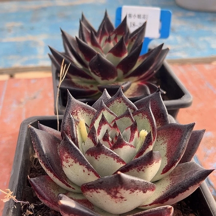 18.23乌木一个脱土