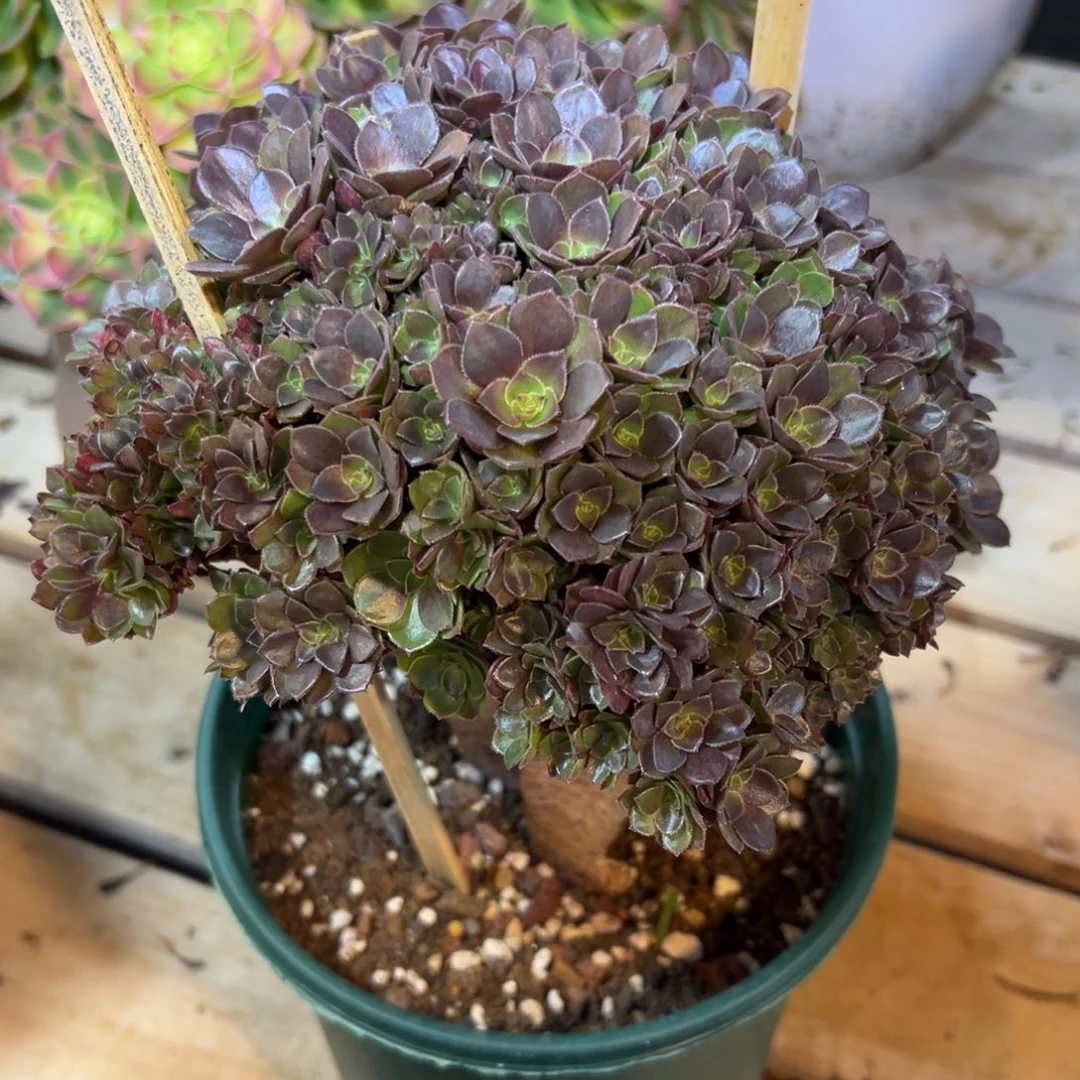 万圣节全朵朵老桩