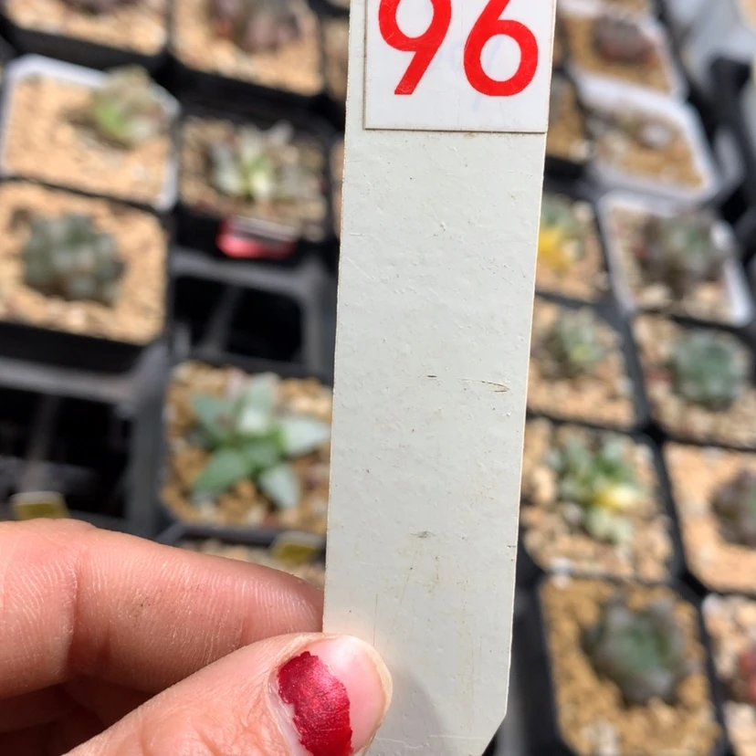 【闪购商品】96号10颗无售后