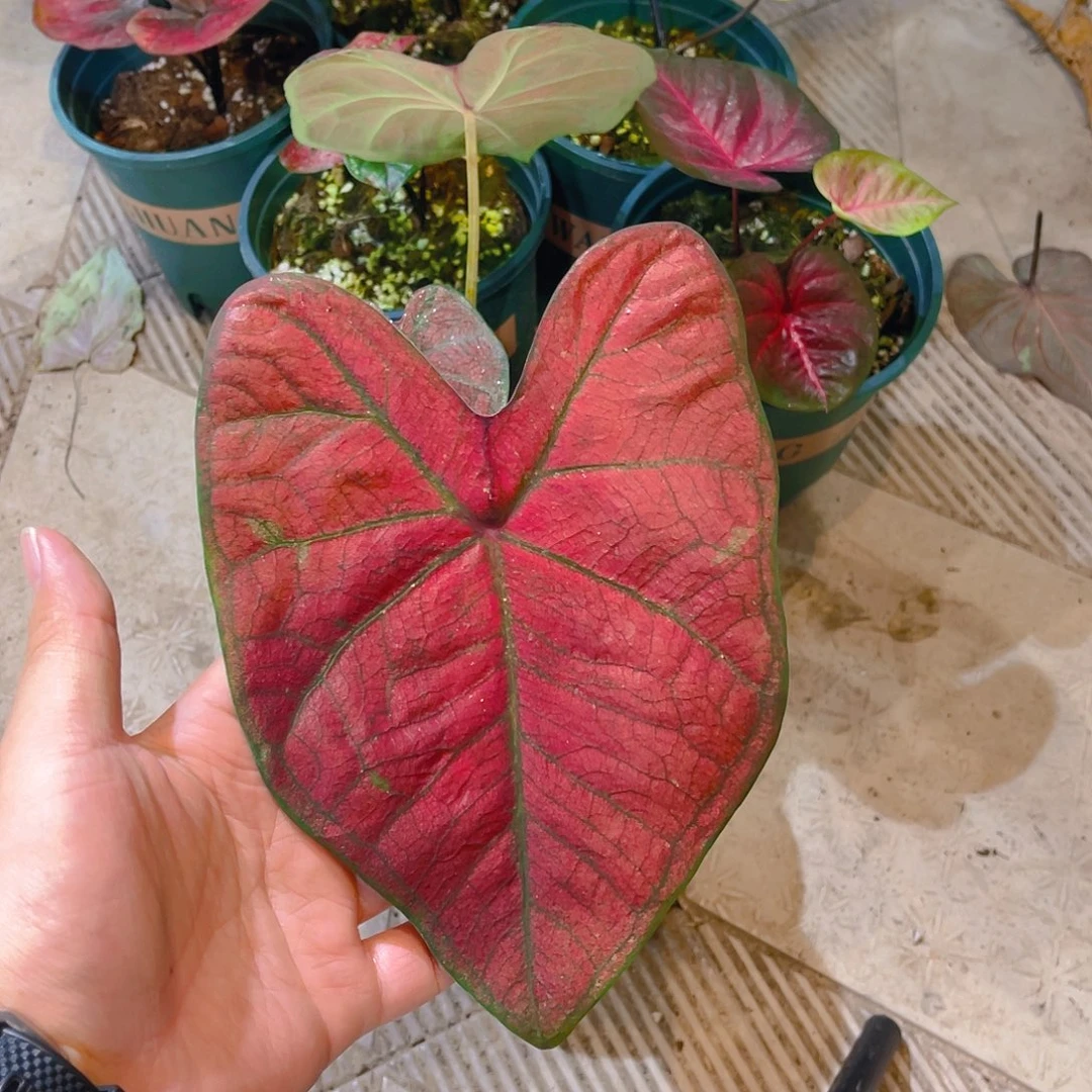 完全开放297泰彩