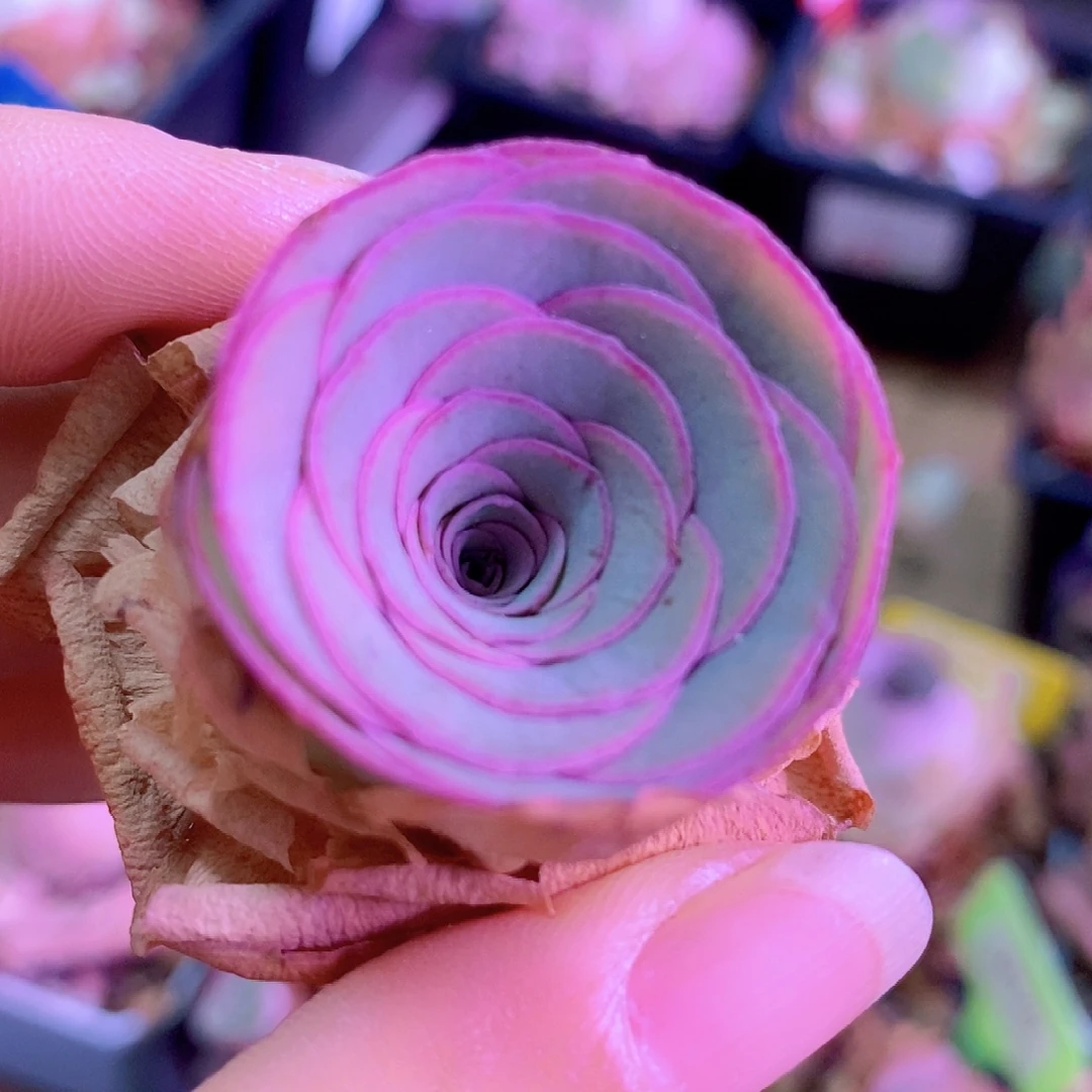 蕾丝萝莉一物一拍0028