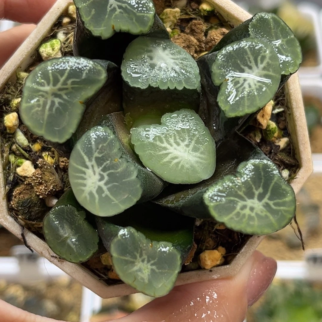 10山本16x2万象福利专场