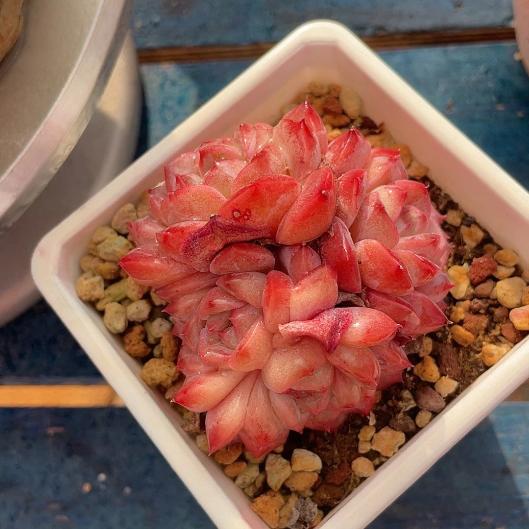 冰魄群生多肉植物一物一拍