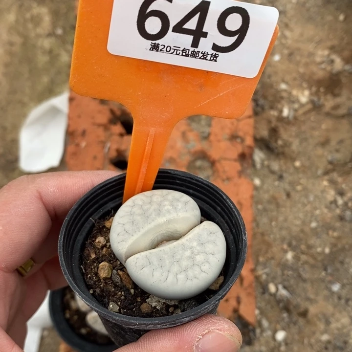 张***怡生石花等植物的649