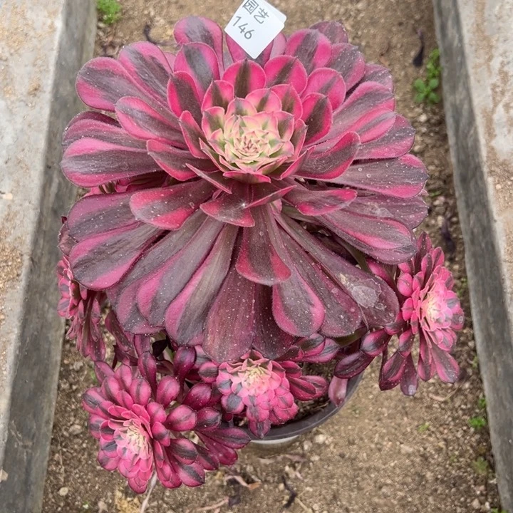 小****）红铜白多肉植物146