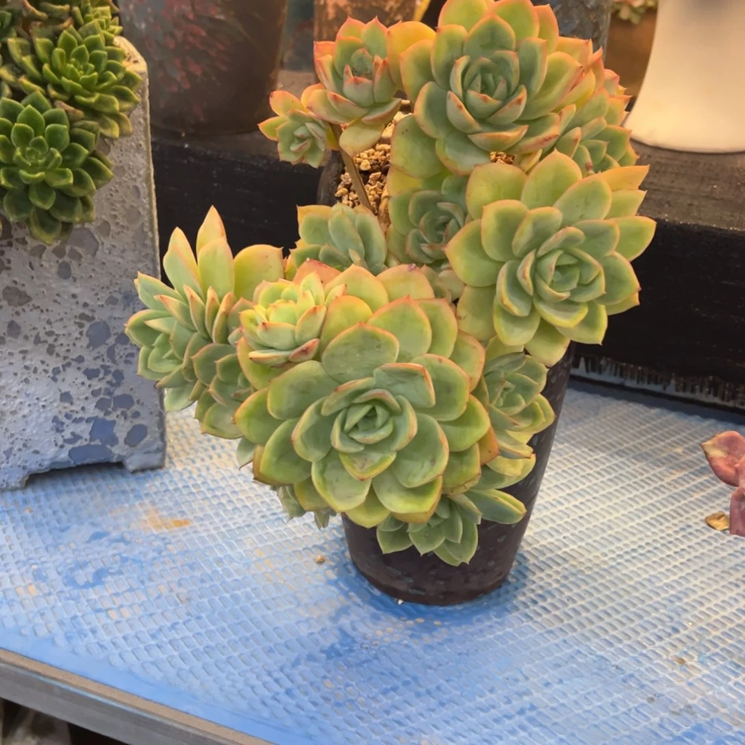 悬崖老桩粉贝拉无砍