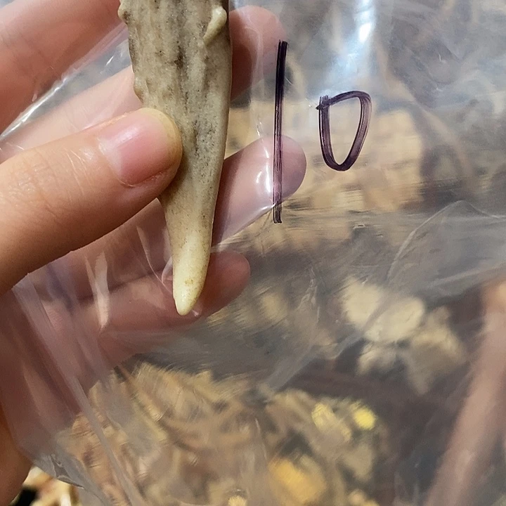 无非金属鹿角鹿角