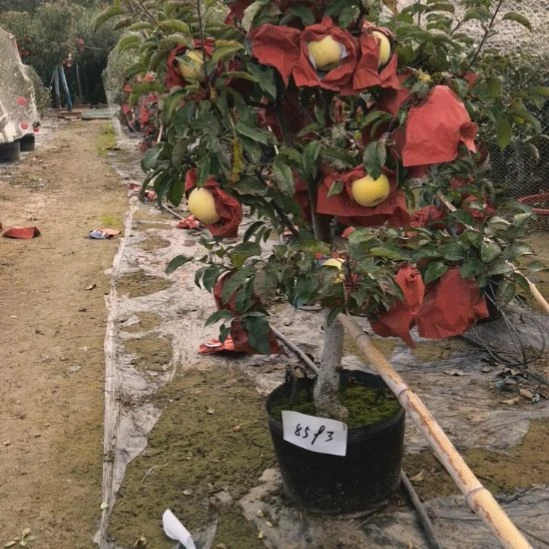 无花朵小高杆精品苹果盆景