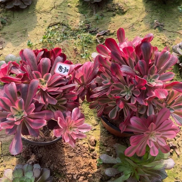 美杜莎砍头桩2颗多肉植物18-30