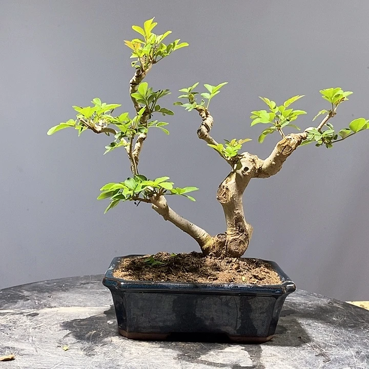 完全开放对节白蜡盆景造型树包活