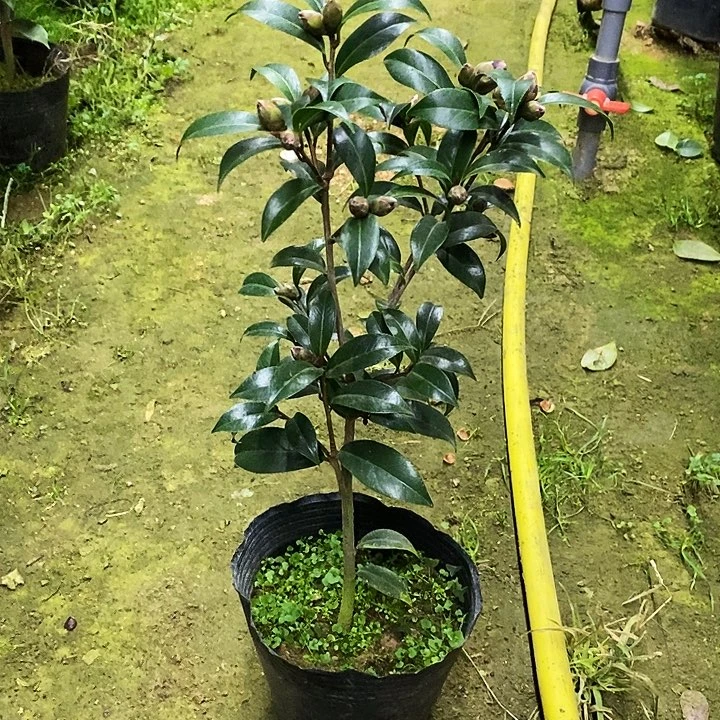 黑骑士。