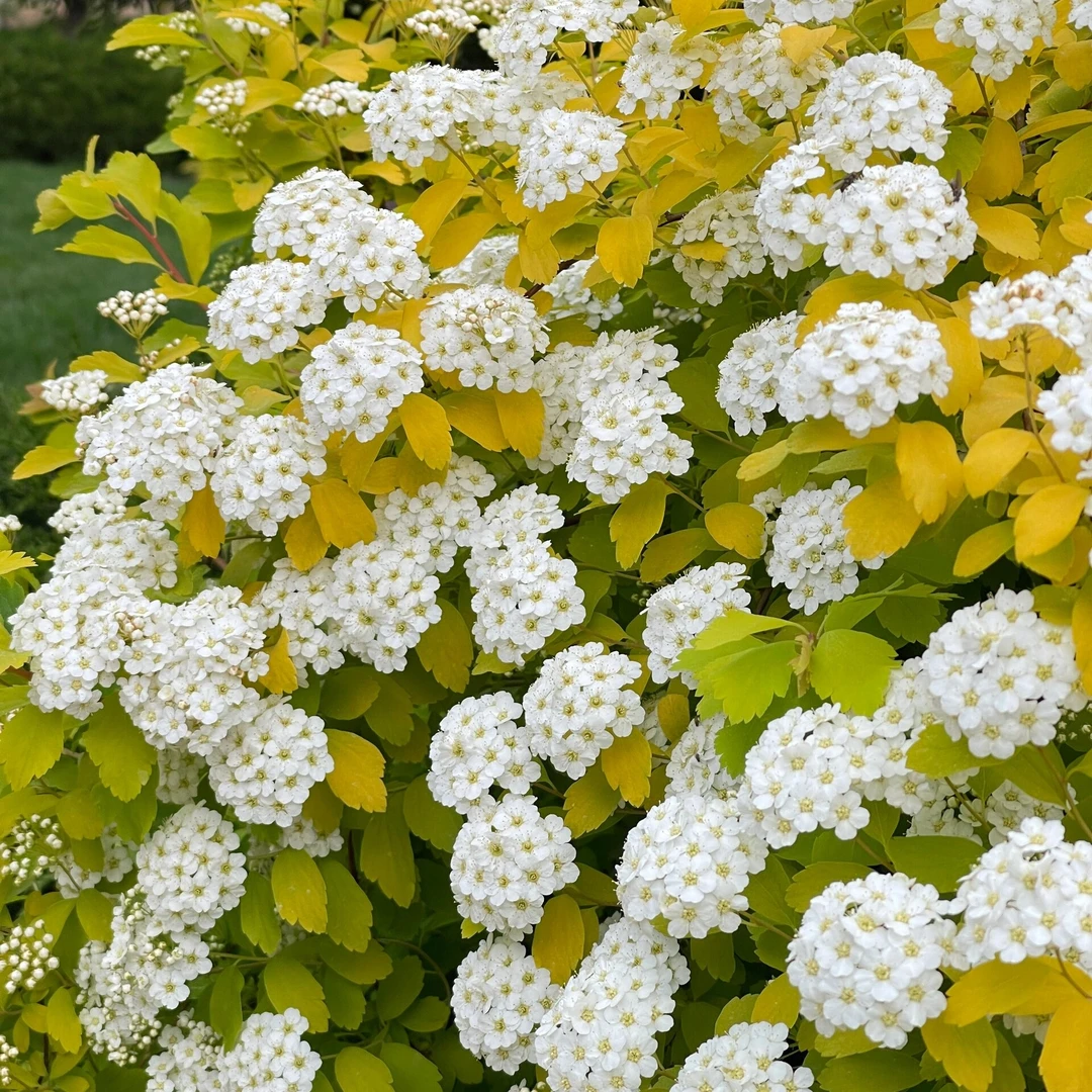 【千行园艺】黄金喷泉绣线菊重瓣小手球盆栽阳台花园庭院植物