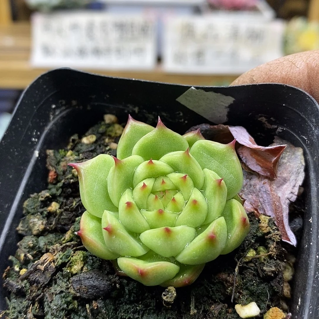 2564 灯泡珍妮多肉