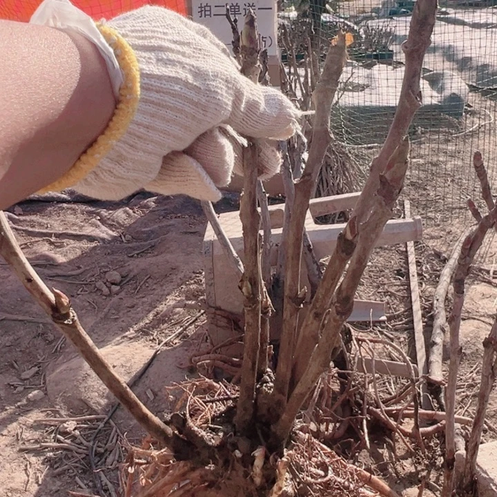 当前无花栽培后可以开花姚黄