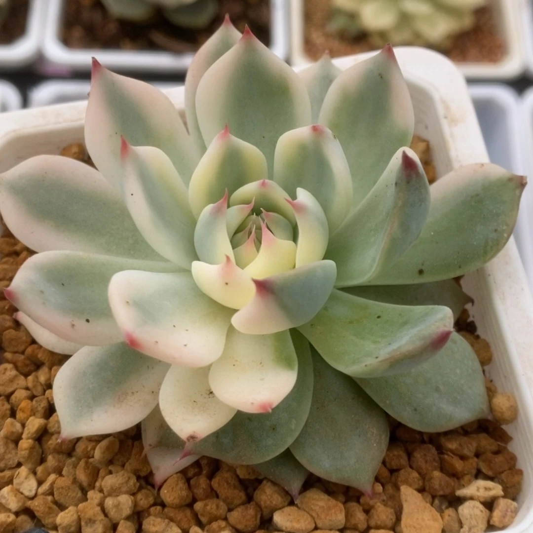 721锦锦锦锦锦锦锦锦锦