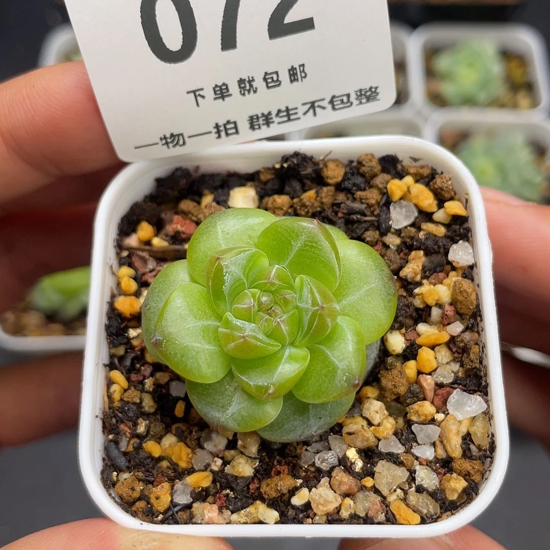 珍妮一物一拍072