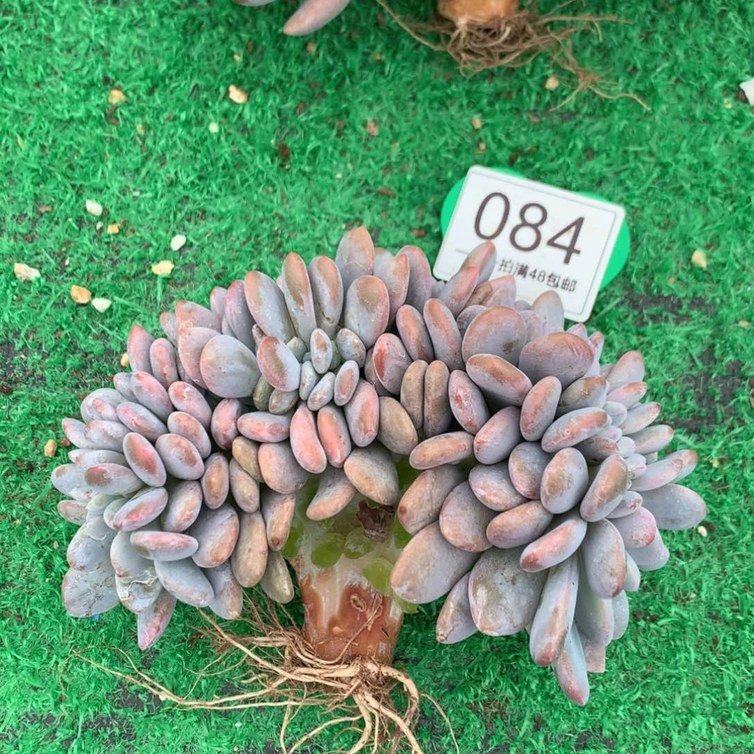 粉兔缀化13公分084