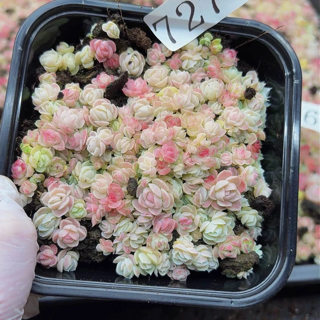 多肉植物多肉植物727