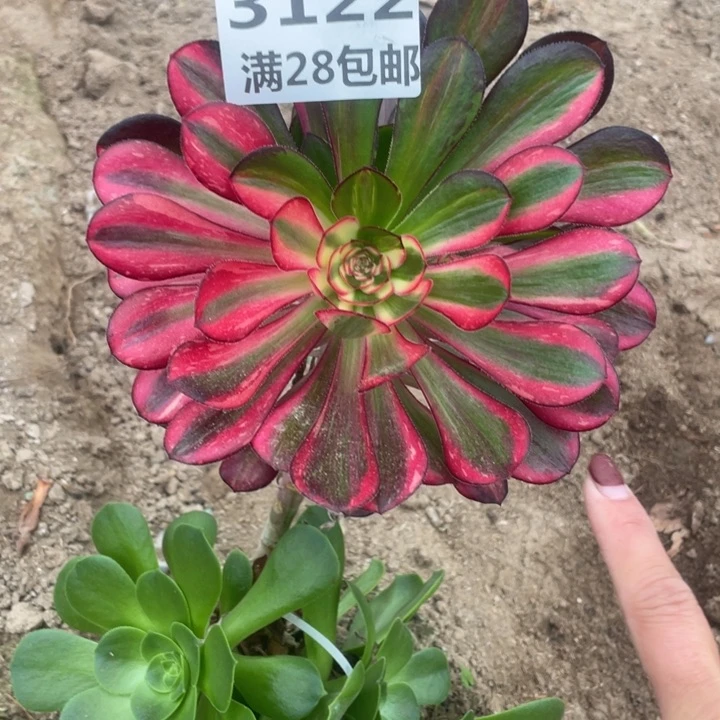 3122三号棚红钻花蝴蝶N