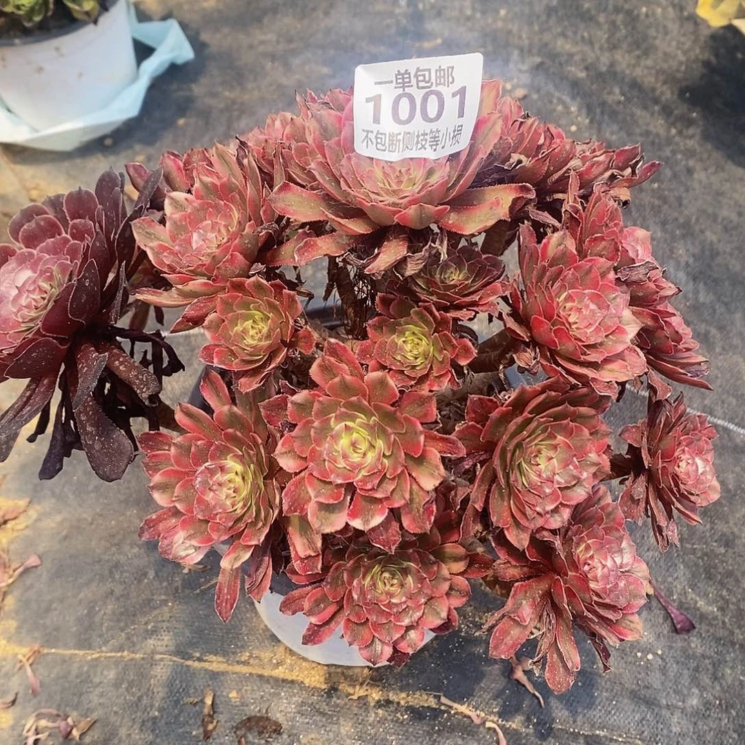 1001粉黛多肉多元素