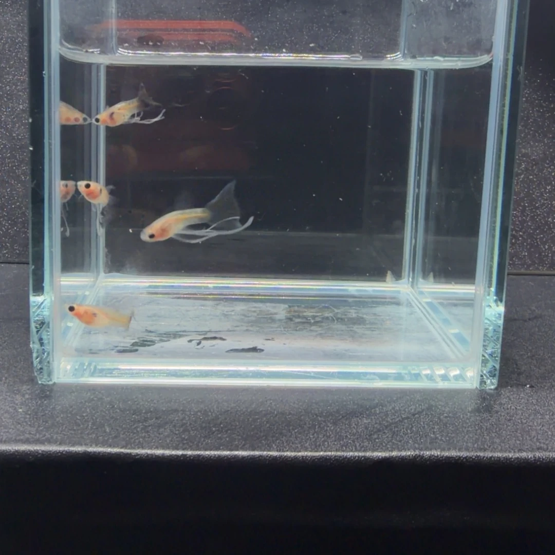 孔雀鱼银河草尾长公4条
