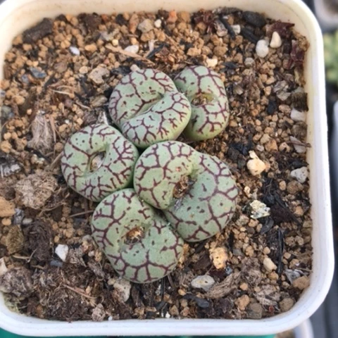 多肉肉锥 青姬杂墨