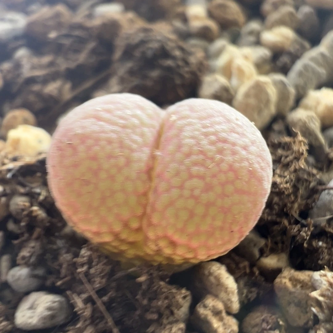 643 捡漏时刻一盆