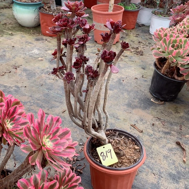 819黑法师多肉一物一拍