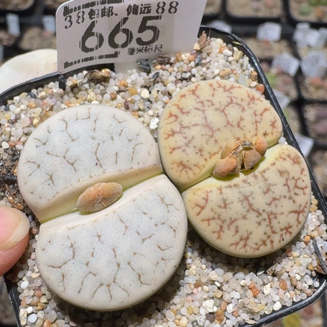 zzzzz精品生石花665