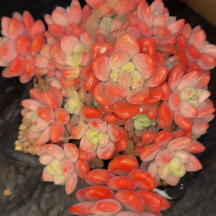 阿****龙擦擦健健康康健健康康快乐