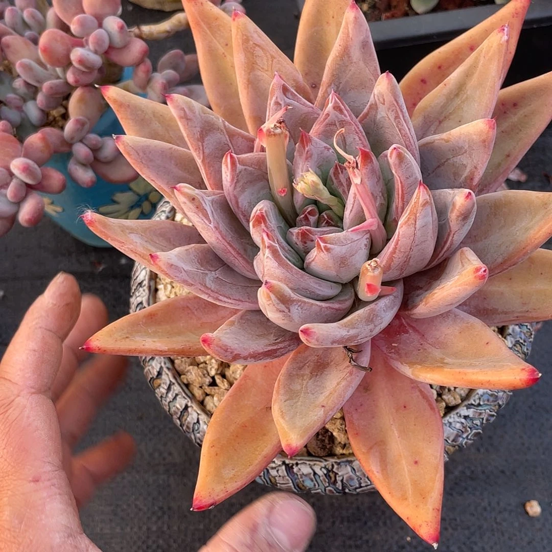 伟*多肉植物一物一拍