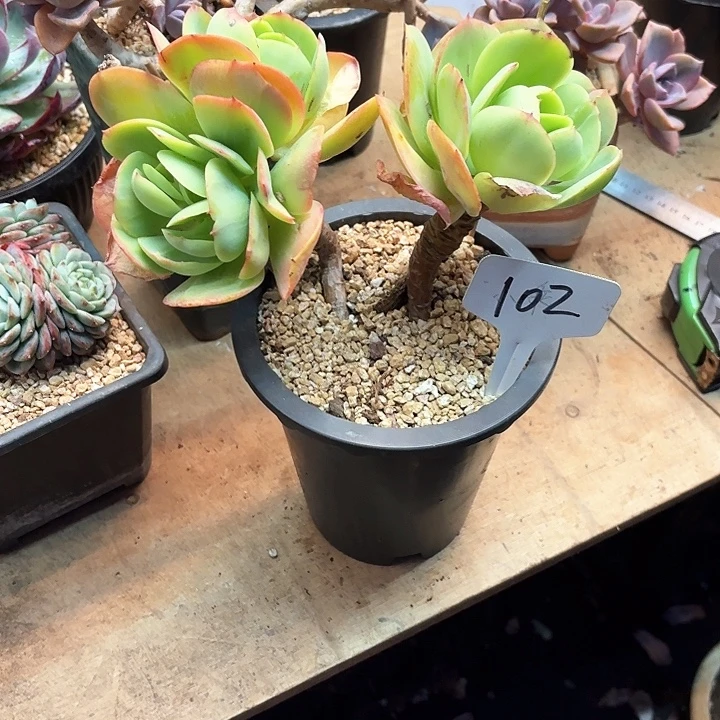 多肉植物，鸡蛋碧桃102号