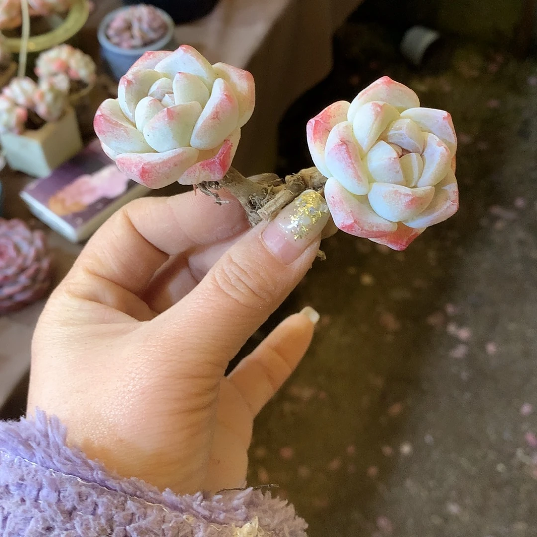 哈哈哈哈哈哈哈石榴籽冰玉