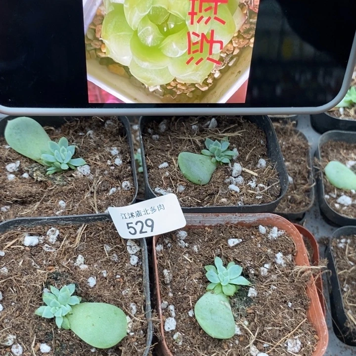 标529浮萍一个量拍