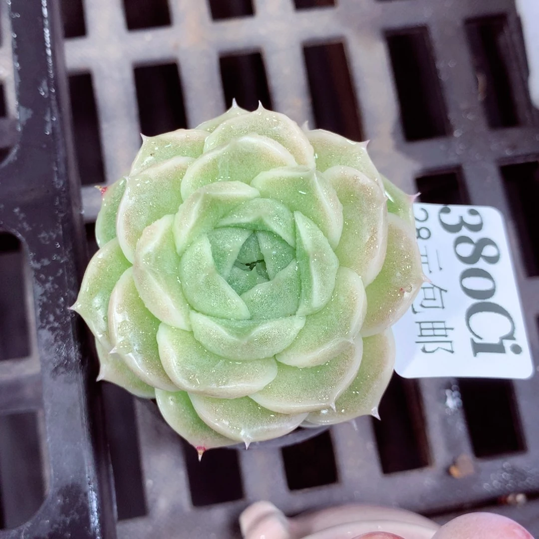 5厘米盆精控多肉380