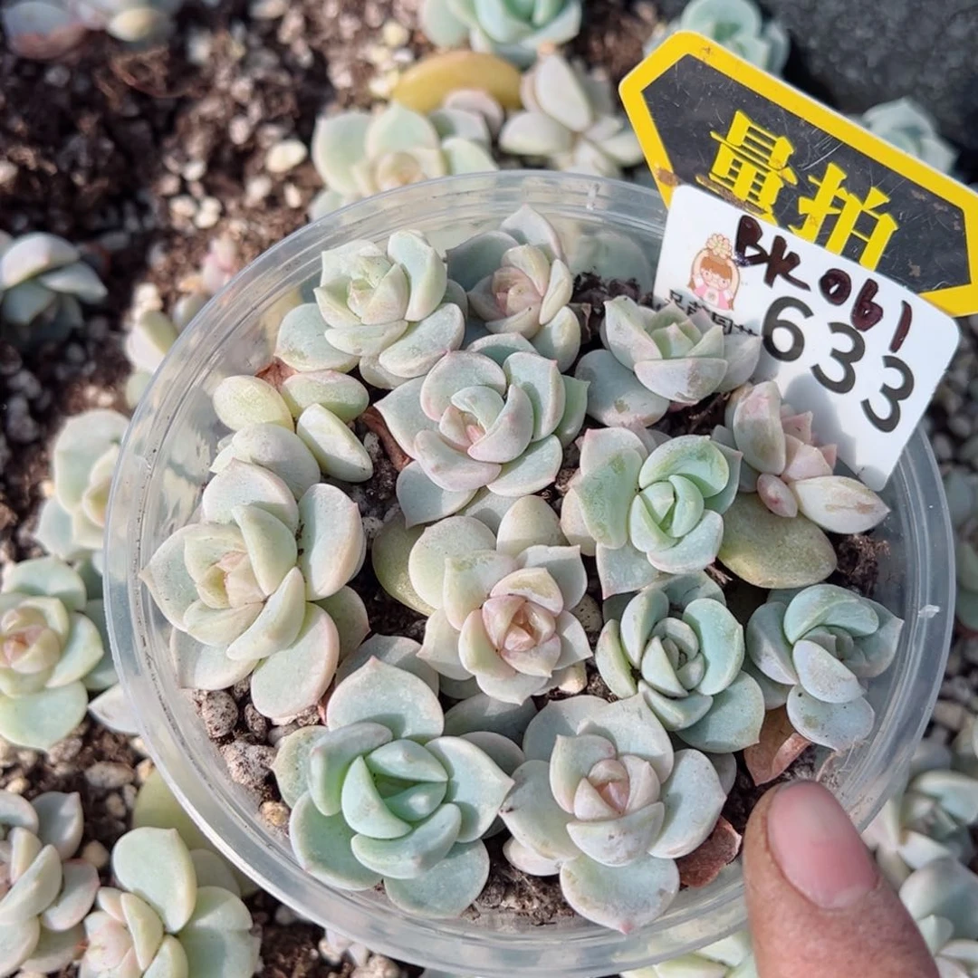 多肉植物多肉植物