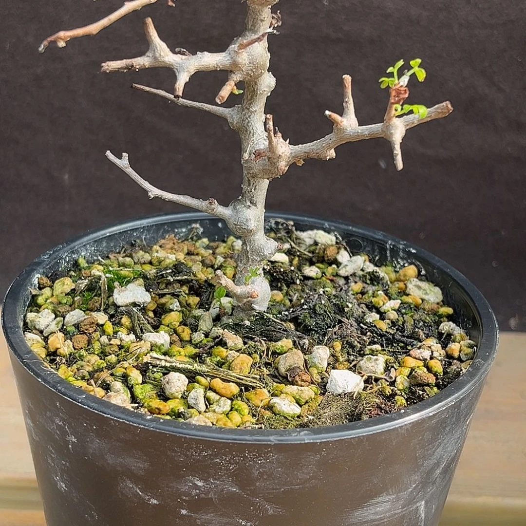 产地念珠橄榄，大圆珠，熟桩，