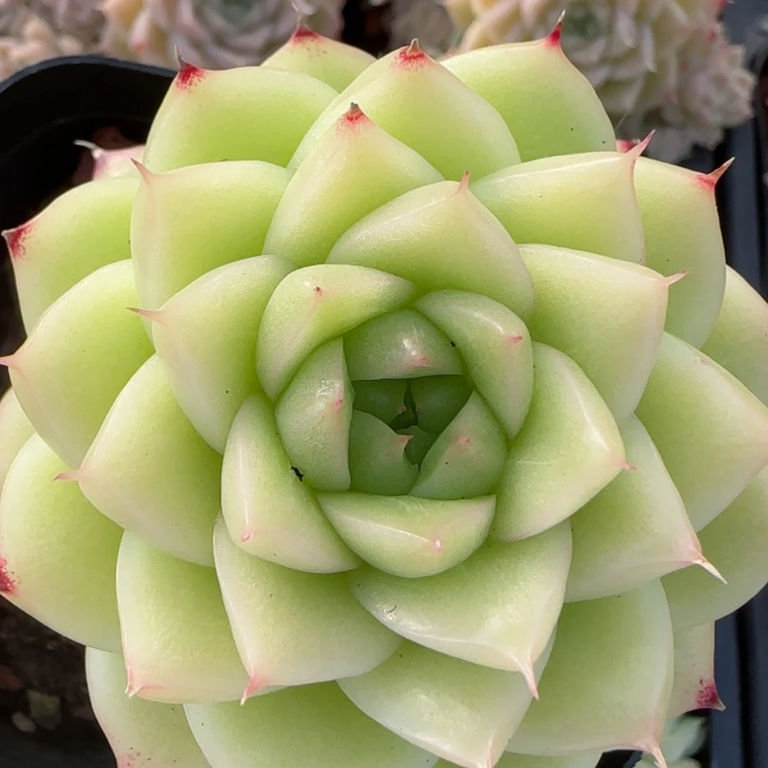 花语逸镜0206-736
