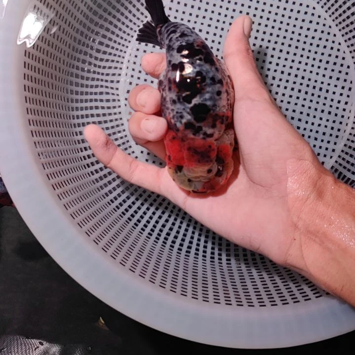金鱼潘六叔精品麒麟